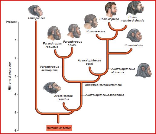 tree of evolution