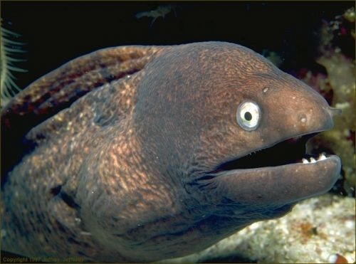 A photo of a slack-jawed moray, looking like it just told a bad pun.