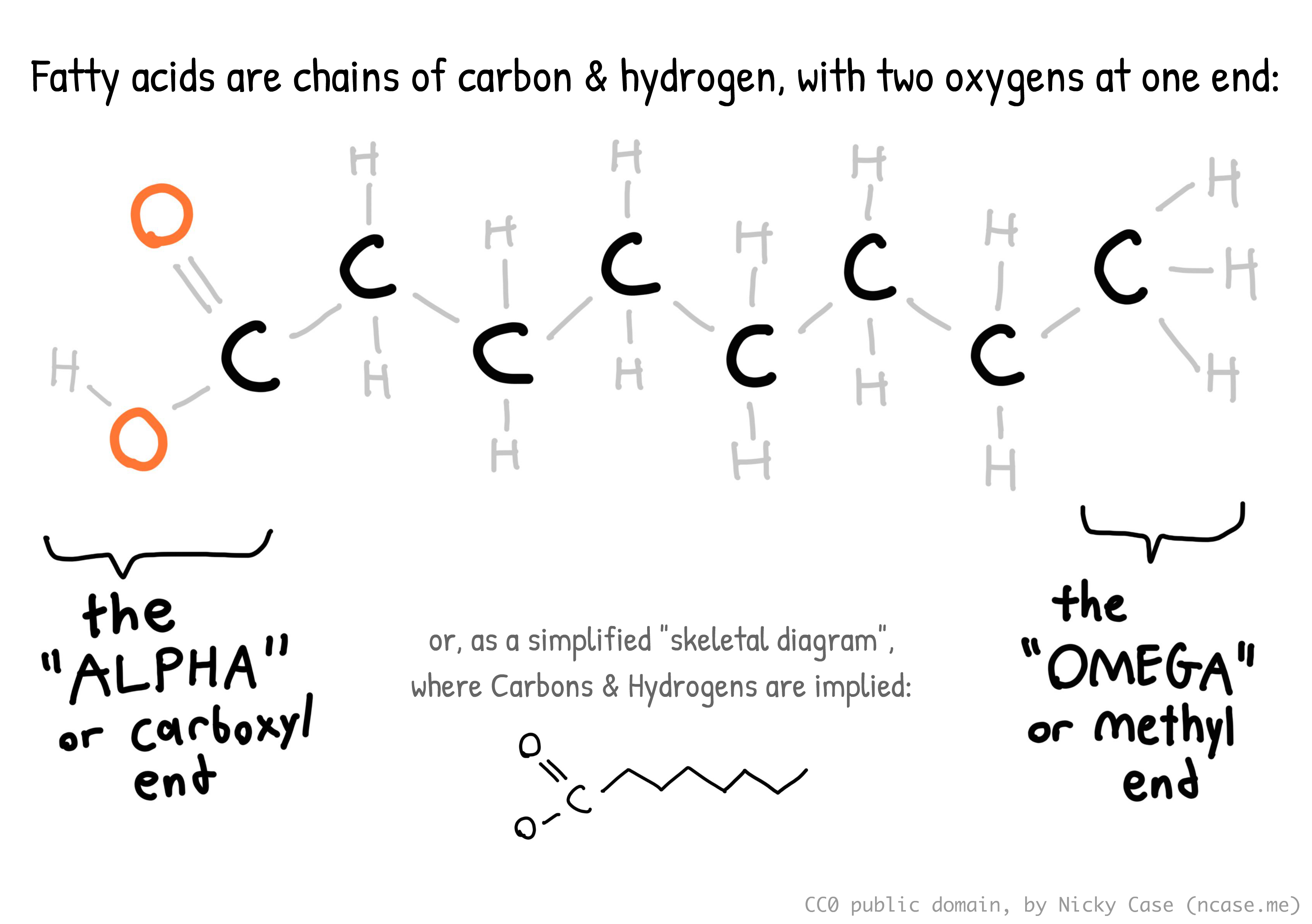 Diagram of a fatty acid, details in main text. Diagram of a fatty acid, details in main text.